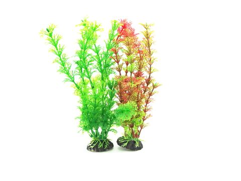 Tatrapet akvarijní rostlina na kartě, 15 - 20 cm, 2 x červená , 2 x zelená  