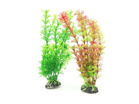 Tatrapet akvarijní rostlina na kartě, 15 - 20 cm, 2 x červená , 2 x zelená  