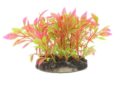 Tatrapet akvarijní rostlina Ludwigia na kartě 15 - 20 cm, mix 5 ks zelená a červená