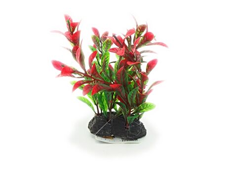 Tatrapet akvarijní rostlina 13 cm mix 5 ks, zelená,červená