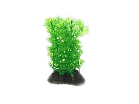 Tatrapet akvarijní rostlina 13 cm mix 5 ks, zelená,červená