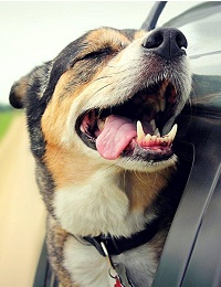 Dentální pamlsky pro psy: jak vybrat ten správný (a proč na tom záleží)