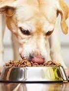 Jak poznám kvalitní granule pro psa?