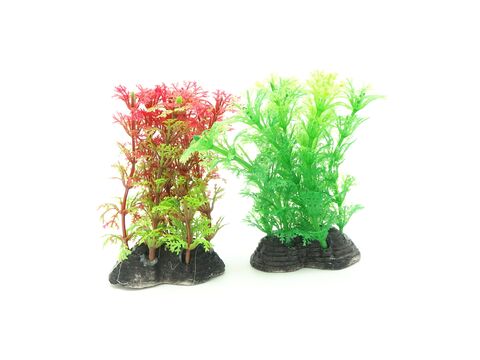 Tatrapet akvarijní rostlina 10 cm, 1 x červená 1 x zelená  