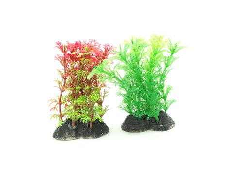 Tatrapet akvarijní rostlina na kartě 10 cm, 1 x červená 1 x zelená  