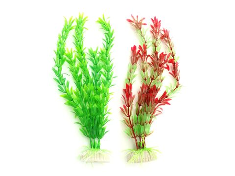 Tatrapet akvarijní rostlina na kartě 22 cm 1 x zelená, 1 x červená