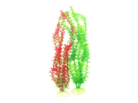 Tatrapet akvarijní rostlina na kartě 35 - 40 cm, 1x červená , 1x zelená