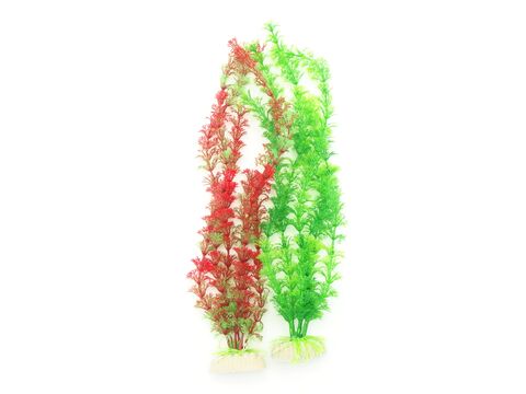 Tatrapet akvarijní rostlina 35 - 40 cm, 1x červená , 1x zelená