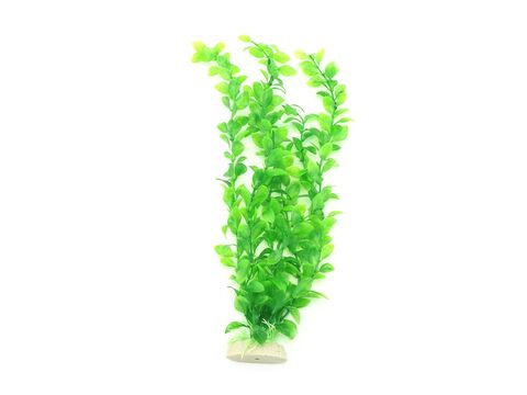 Tatrapet akvarijní rostlina 35 - 40 cm, 1x červená, 1x zelená