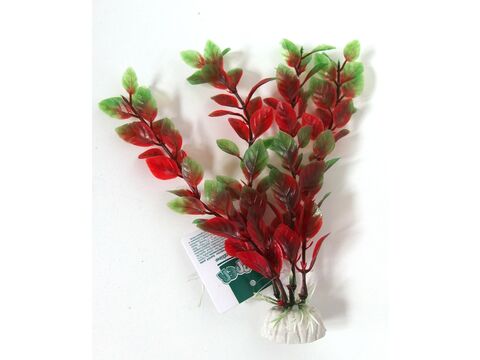Tatrapet akvarijní rostlina na kartě, 15 - 20 cm, 6 ks červených