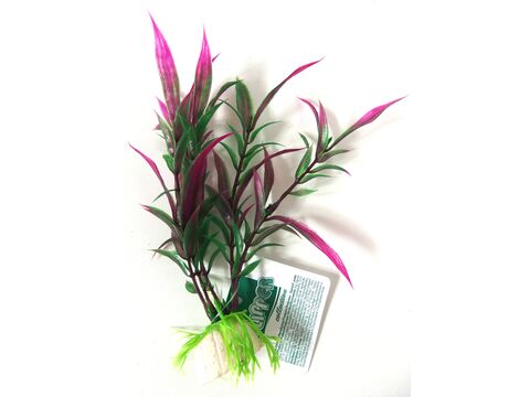 Tatrapet akvarijní rostlina na kartě, 15 - 20 cm, 6 ks červených