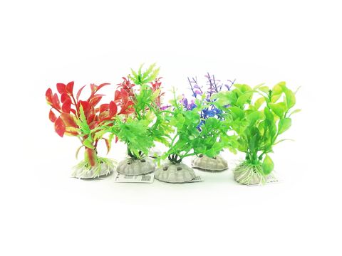 Tatrapet akvarijní rostlina 10-12cm 6 ks mix červená, fialová, zelená