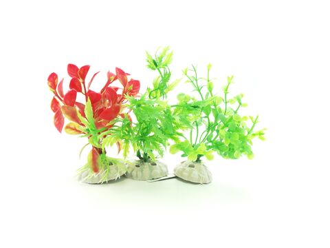 Tatrapet akvarijní rostlina 10-12cm 6 ks mix červená, fialová, zelená