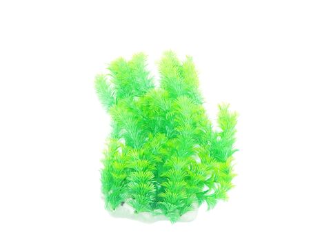 Tatrapet akvarijní rostlina 25 cm zelená