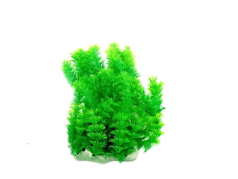 Tatrapet akvarijní rostlina 25 cm zelená