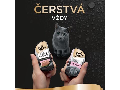 Sheba luxusní paštika s lososem vanička 6 x 37,5 g 