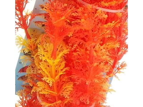 Tatrapet akvarijní rostlina Ambulia na kartě  22 - 25 cm, 1x oranžová doprodej