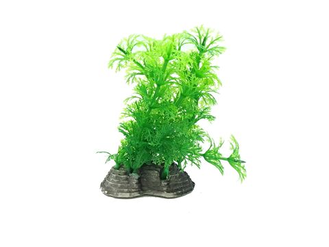 Tatrapet akvarijní rostlina na kartě 12 - 13 cm, 5 ks mix