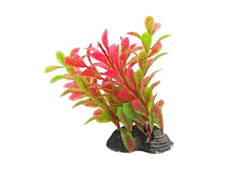 Tatrapet akvarijní rostlina na kartě 12 - 13 cm, 5 ks mix