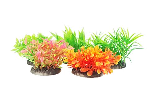 Tatrapet akvarijní rostlina mix 5 ks zelená, červená, fialová, oranžová