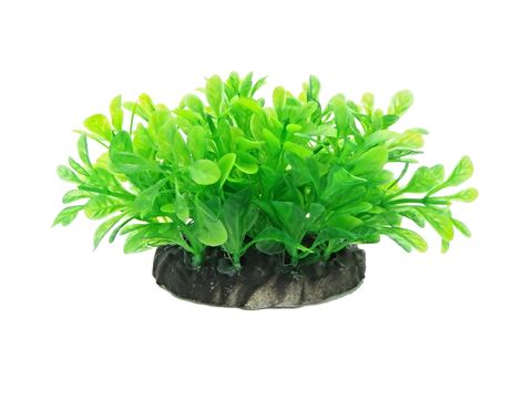 Tatrapet akvarijní rostlina Ludwigia na kartě 15 - 20 cm, mix 5 ks zelená a červená