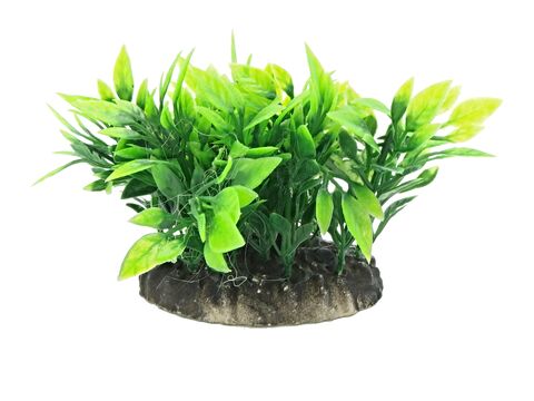 Tatrapet akvarijní rostlina Ludwigia na kartě 15 - 20 cm, mix 5 ks zelená a červená