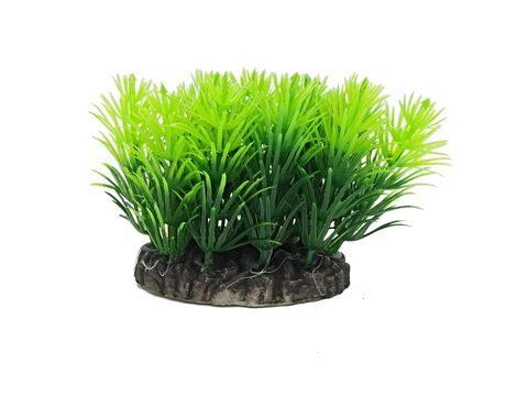 Tatrapet akvarijní rostlina Ludwigia na kartě 15 - 20 cm, mix 5 ks zelená a červená