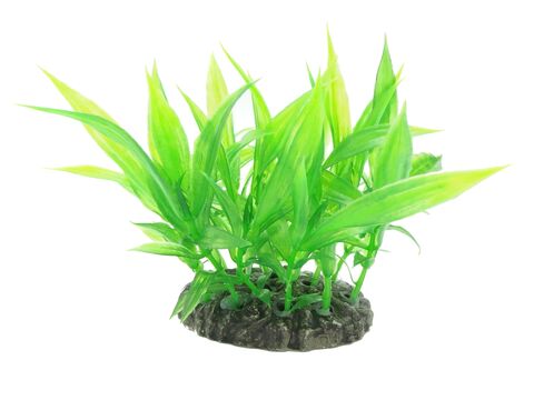 Tatrapet akvarijní rostlina Ludwigia na kartě 15 - 20 cm, mix 5 ks zelená a červená