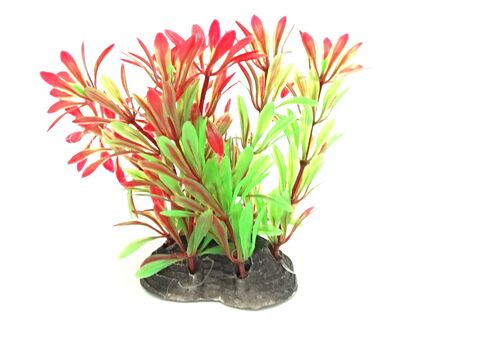 Tatrapet akvarijní rostlina na kartě 10 - 12 cm, 1x zelená a 1x červená