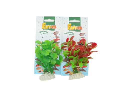 Tatrapet akvarijní rostlina ludwigia na kartě, 10 -12 cm, 1 x červená 1 x zelená  