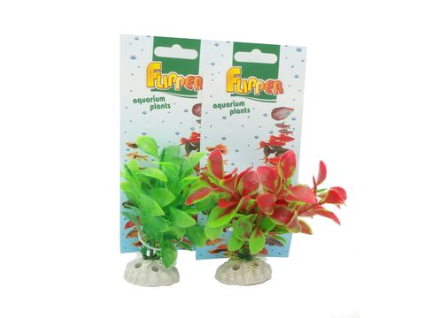 Tatrapet akvarijní rostlina ludwigia na kartě, 10 -12 cm, 1 x červená 1 x zelená  