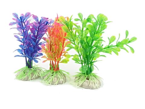 Tatrapet akvarijní rostlina na kartě 10 - 12 cm, 1x  červená, 1x zelená, 1x fialová
