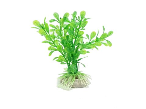 Tatrapet akvarijní rostlina na kartě 10 - 12 cm, 1x  červená, 1x zelená, 1x fialová
