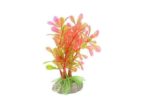 Tatrapet akvarijní rostlina na kartě 10 - 12 cm, 1x  červená, 1x zelená, 1x fialová