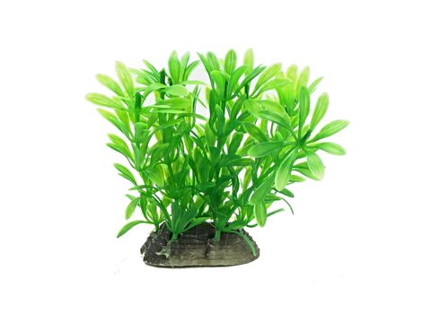 Tatrapet akvarijní rostlina na kartě 10 - 12 cm, 1x zelená a 1x červená