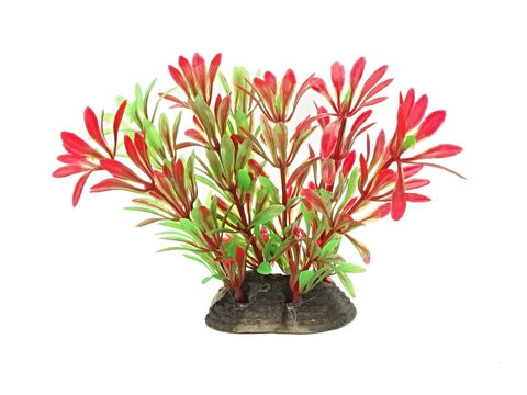 Tatrapet akvarijní rostlina na kartě 10 - 12 cm, 1x zelená a 1x červená