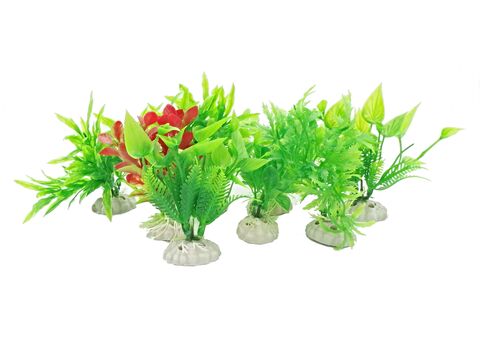 Tatrapet akvarijní rostlina 10 - 12 cm, 10 ks zelená a červená