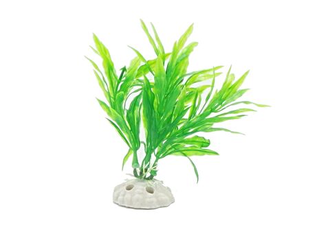 Tatrapet akvarijní rostlina na kartě 10 - 12 cm, 10 ks zelená a červená