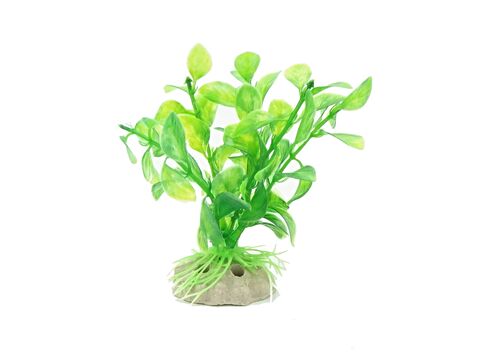 Tatrapet akvarijní rostlina na kartě 10 - 12 cm, 10 ks zelená a červená