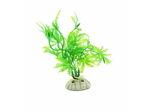 Tatrapet akvarijní rostlina 10 - 12 cm, 10 ks zelená a červená