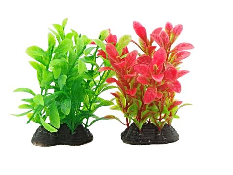 Tatrapet akvarijní rostlina na kartě 15 -18 cm, 1x červená, 1x zelená