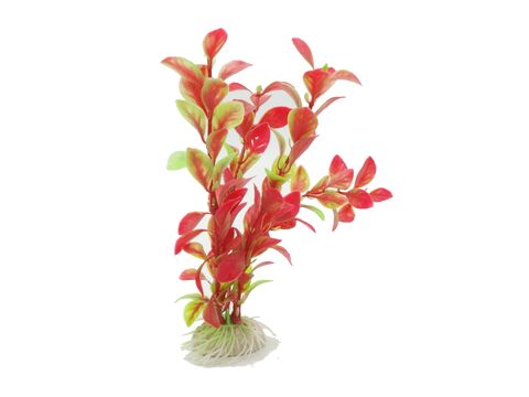 Tatrapet akvarijní rostlina Ludwigia na kartě, 15 -20 cm, 1 x zelená, 1 x červená 