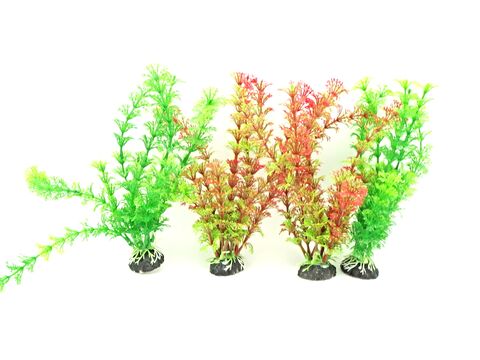 Tatrapet akvarijní rostlina na kartě, 15 - 20 cm, 2 x červená , 2 x zelená  