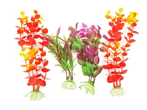 Tatrapet akvarijní rostlina na kartě 15 - 20 cm, 4 ks, oranžová a fialová