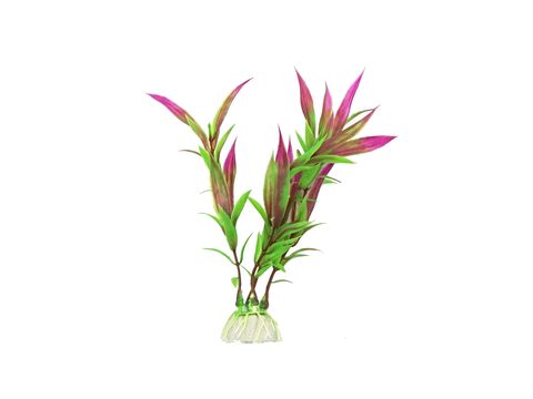 Tatrapet akvarijní rostlina na kartě 15 - 20 cm, 4 ks, oranžová a fialová