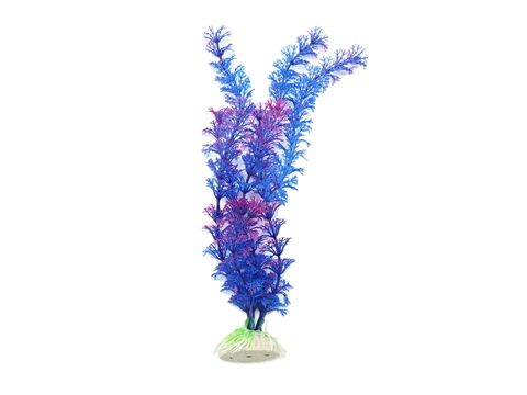 Tatrapet akvarijní rostlina na kartě 20 - 28 cm, 1x oranžová, 1x modrá