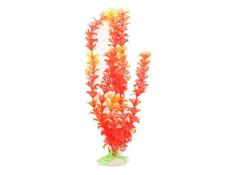 Tatrapet akvarijní rostlina na kartě 20 - 28 cm, 1x oranžová, 1x modrá