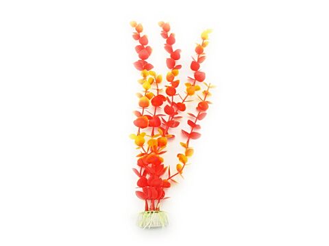 Tatrapet akvarijní rostlina na kartě 20 - 28 cm 4 ks červená 