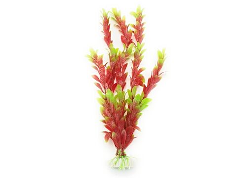 Tatrapet akvarijní rostlina na kartě 20 - 28 cm 4 ks červená 