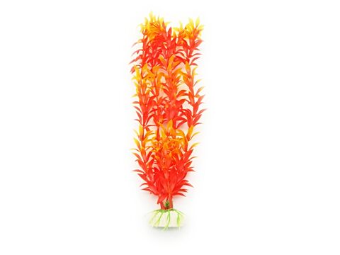 Tatrapet akvarijní rostlina na kartě 20 - 28 cm 4 ks červená 